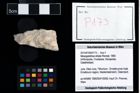 Foto (Objekt + Etikett) von Mesogalathea striata (Remeš, 1895)  (NHMW-GEO-2014-0194-0173)